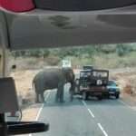 Elefant auf der Straße in Sri Lanka