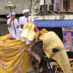 Traditioneller Umzug mit Elefanten in Sri Lanka