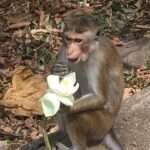 Ein Affe hält eine Blume vor einem Tempel in Sri Lanka