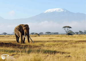 Kultur Urlaub Afrika: Ein Elefant steht in einer offenen Landschaft mit dem Kilimandscharo im Hintergrund.