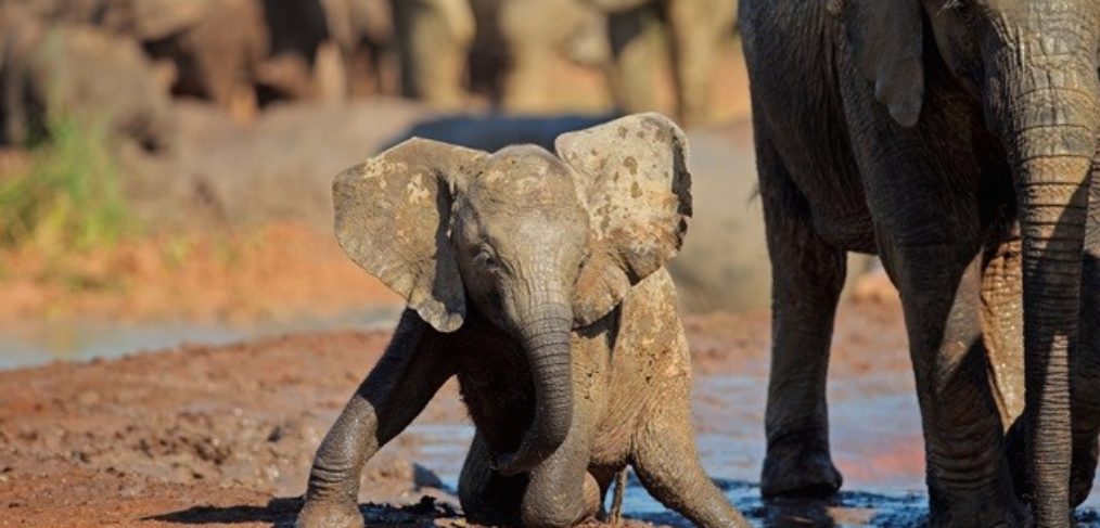 Südafrika-Reise-Elefantenbaby-Safari Das Bild zeigt einen herzerwärmenden Moment einer Safari in Südafrika, bei dem ein kleines Elefantenbaby mit seiner Herde unterwegs ist. Das niedliche Elefantenbaby wirkt neugierig und verspielt, während es seine Umgebung erkundet. Die Safari-Teilnehmer haben das Glück, dieses wunderbare Naturschauspiel hautnah zu erleben und die beeindruckende Schönheit der afrikanischen Tierwelt zu genießen. Elefanten sind faszinierende und majestätische Tiere, die eine tiefe Verbundenheit mit ihren Artgenossen zeigen. Erleben Sie den Zauber einer Safari in Südafrika und lassen Sie sich von der Anmut und dem Charme der Elefanten verzaubern.
