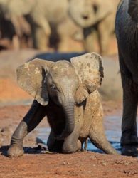 Südafrika-Reise-Elefantenbaby-Safari
