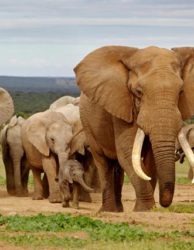 Urlaub-Südafrika-Elefantenherde-Safari