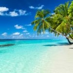 Karibik-Traumurlaub-Strand Palmen-Urlaubsreisen Begleiten Sie uns auf eine Reise ins Paradies! Dieses Bild entführt Sie in einen traumhaften Karibikstrand, umgeben von majestätischen Palmen. Der feine weiße Sand erstreckt sich entlang des kristallklaren, türkisblauen Wassers. Die Palmen bieten eine malerische Kulisse und spenden angenehmen Schatten für entspannte Stunden am Strand. Tauchen Sie ein in die karibische Atmosphäre, genießen Sie die warme Brise und lassen Sie sich von der Schönheit dieses Traumurlaubsziels verzaubern.