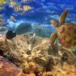 Mauritius-Meer-Unterwasser-Schildkröte-Urlaubsresen