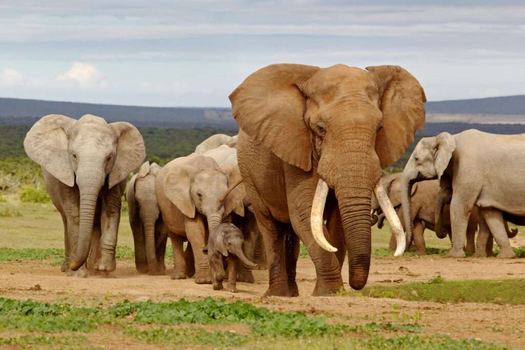 Urlaubsreisen Eine Elefantenherde mit mehreren Elefanten in der Savanne, darunter ein großer Elefant mit Stoßzähnen.