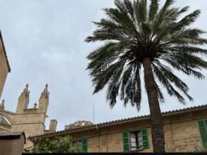 Palmen und historische Gebäude in Palma de Mallorca