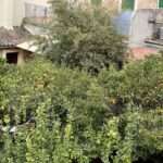 Orangenbaum in einem malerischen Innenhof in Valldemossa, Mallorca