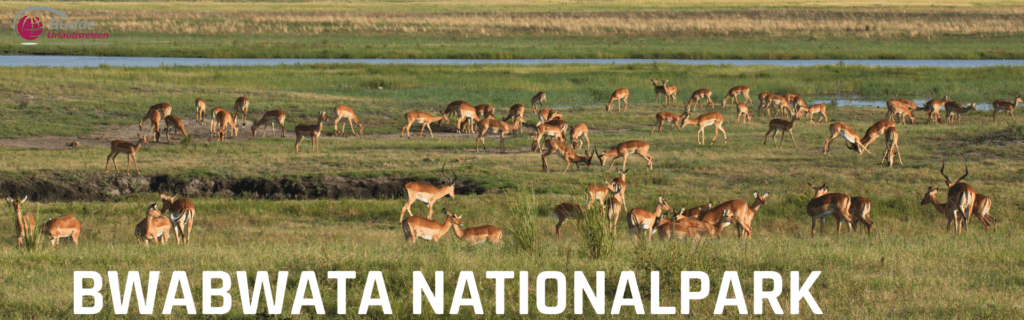 Tierparadies Bwabwata: Safari-Abenteuer beginnen hier Tauchen Sie ein in die reiche Tierwelt des Bwabwata Nationalparks, präsentiert in diesem lebendigen Bild, das eine Herde Impalas in ihrer natürlichen Umgebung zeigt. Ideal für Natur- und Tierliebhaber, die das echte afrikanische Safari-Feeling suchen – beobachten Sie die grazile Schönheit dieser Tiere in der freien Wildbahn. Entdecken Sie die Kontraste zwischen den roten Dünen Namibias und den üppigen Wasserwegen des Okavango-Deltas auf einer unvergesslichen Reise durch diese faszinierende Region.