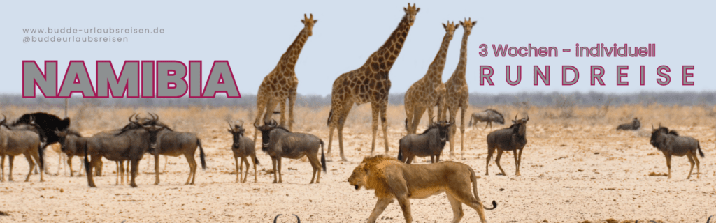 Wildes Namibia: Entdecken Sie die unberührte Natur Tauchen Sie ein in das Herz Namibias mit dieser beeindruckenden Szene aus der Savanne, wo wilde Tiere frei unter der afrikanischen Sonne wandeln. Perfekt für Ihre 3-wöchige individuelle Rundreise, die Ihnen die spektakulärsten Naturschauspiele Afrikas näherbringt.