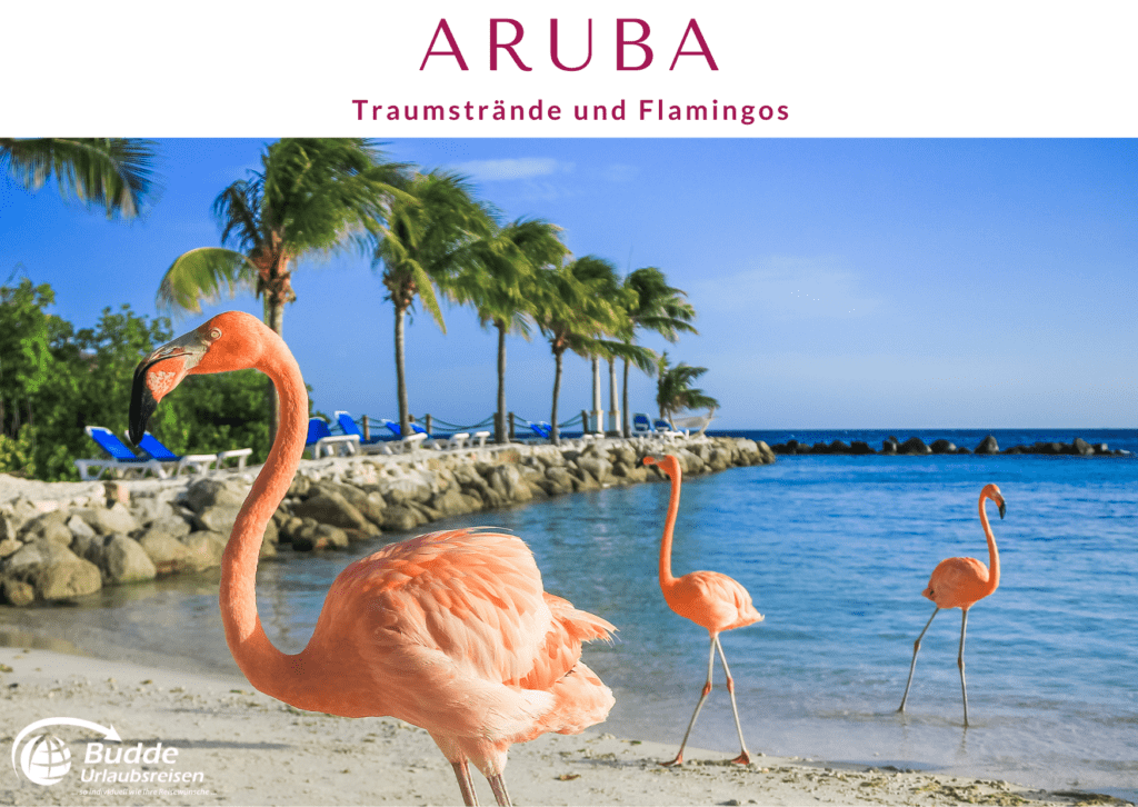 Flamingos am Strand von Aruba