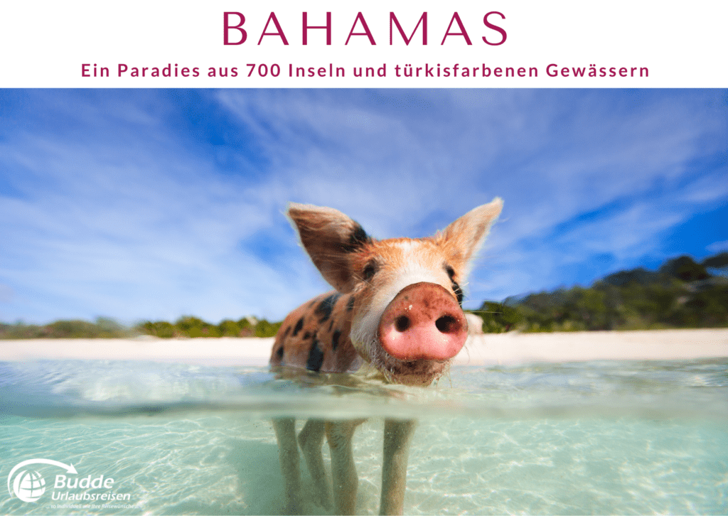 Schwimmendes Schwein im türkisfarbenen Wasser der Bahamas