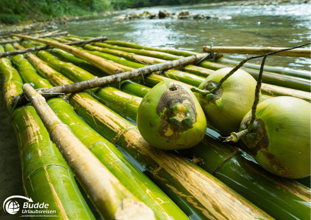 Bambusfloß mit Kokosnüssen auf einem Fluss in Jamaika - Karibikurlaub