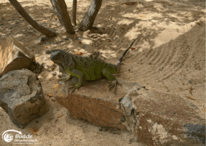 Pinel Island - Saint Martin: Leguan am Strand