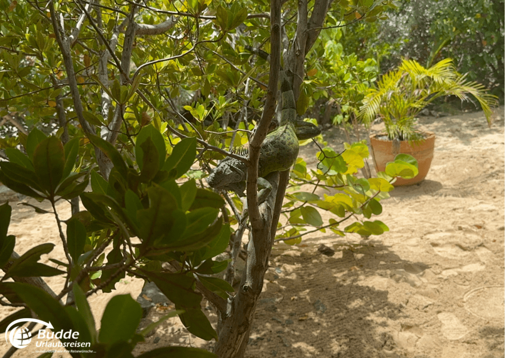 Pinel Island - Saint Martin: Leguan im Baum