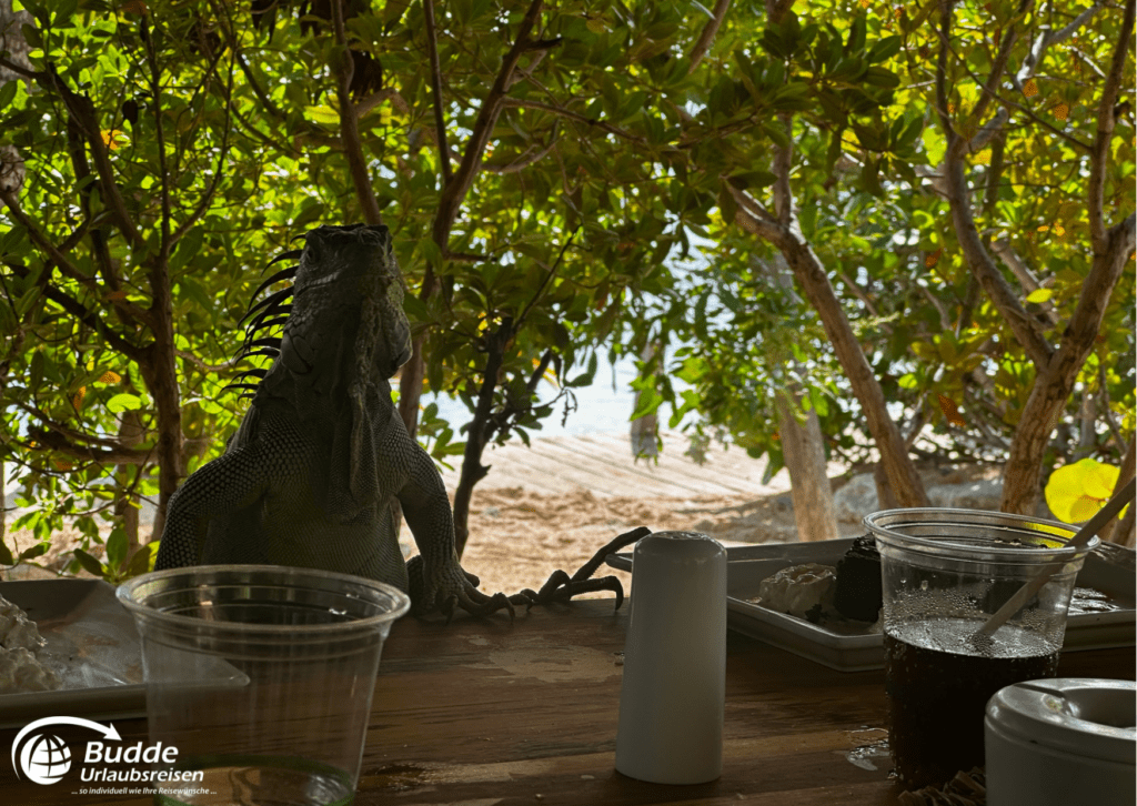 Pinel Island - Saint Martin, neugieriger Leguan am Tisch, buchbar bei Budde Urlaubsreisen