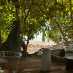 Pinel Island - Saint Martin, neugieriger Leguan am Tisch, buchbar bei Budde Urlaubsreisen