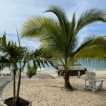 Urlaubsreisen Zwei Palmen auf einem Sandstrand mit Blick auf das Wasser und den Himmel in Anse Marcel, Saint Martin.