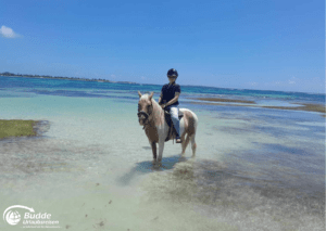 Eine Person reitet ein Pferd am Strand von Saint Martin entlang.