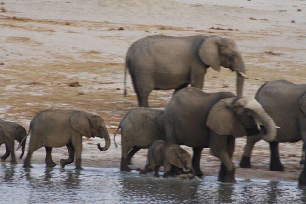 Elefantenherde auf Safari Urlaub mit Chamäleon Reisen – Afrika Reisen über das Reisebüro Bretzenheim