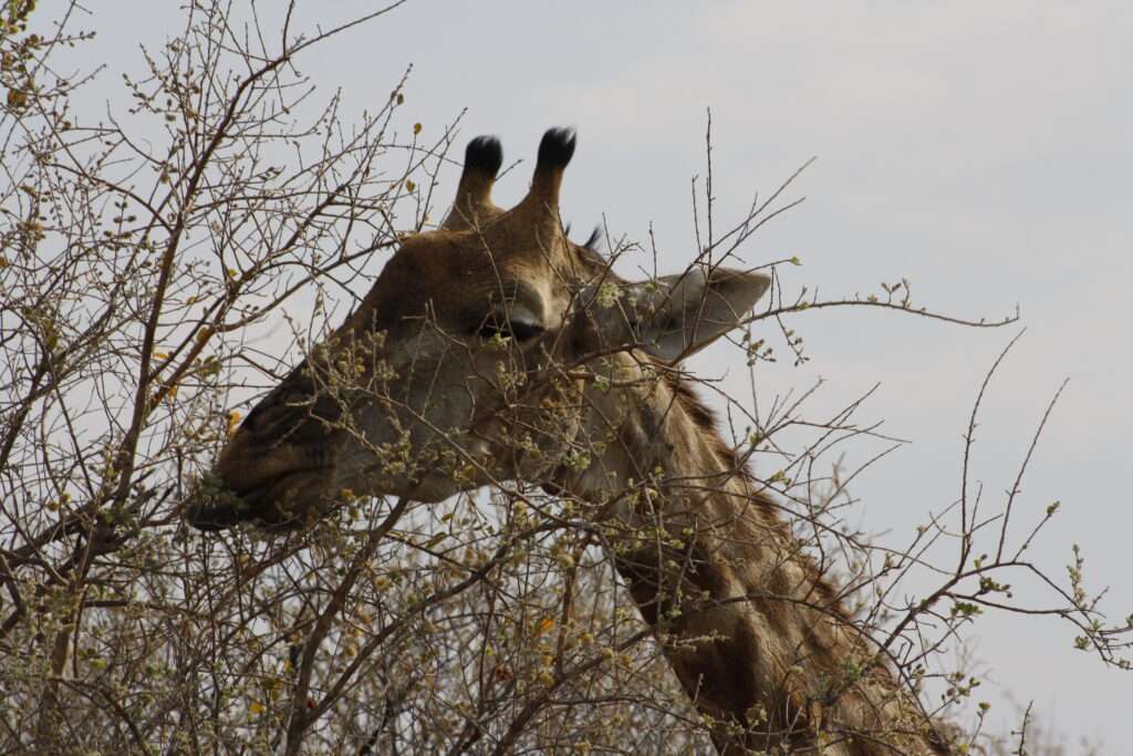 Giraffe auf einer Afrika Reisen Safari – Chamäleon Reisen Safari Urlaub, buchbar im Reisebüro Bretzenheim