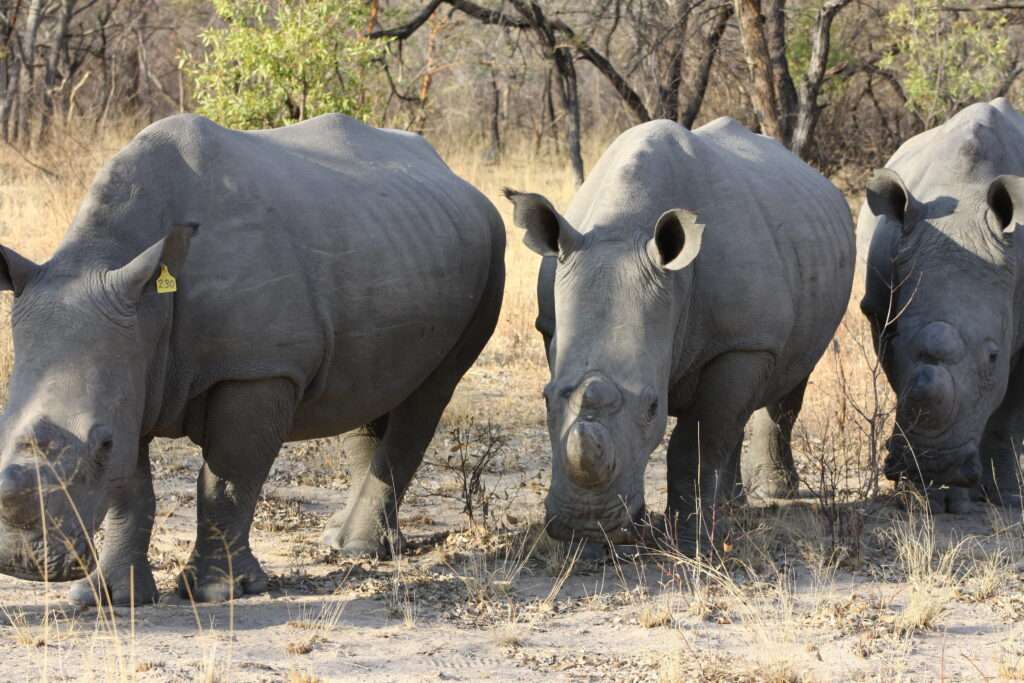 Nashörner auf Safari in Simbabwe – Chamäleon Reisen Safari Urlaub und Afrika Reisen im Reisebüro Bretzenheim buchen