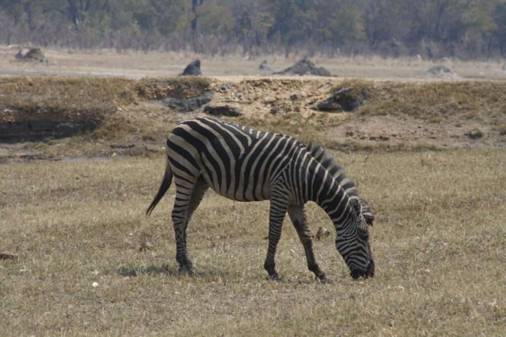 Zebra auf einer Chamäleon Reisen Safari – Afrika Reisen und Safari Urlaub mit dem Reisebüro Bretzenheim