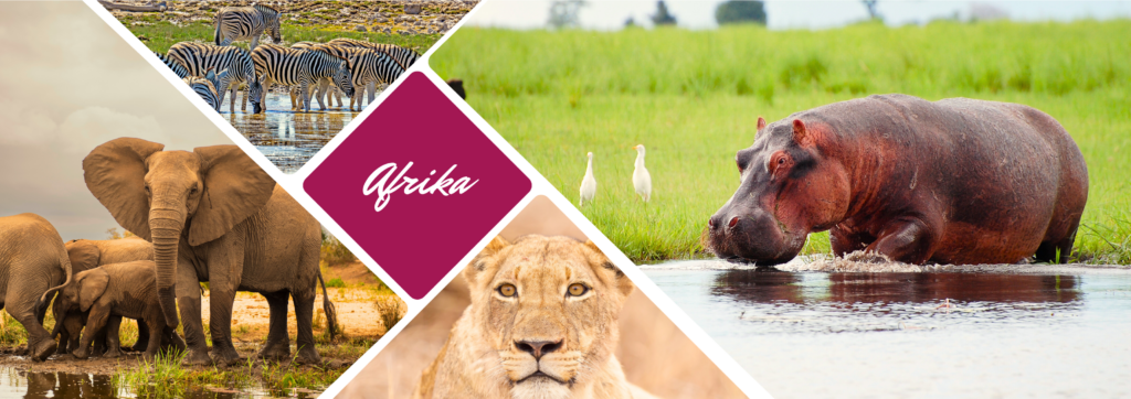 Collage mit afrikanischen Tieren, darunter Elefanten, Zebras, Flusspferd und Löwe – ideal für eine "Afrika Rundreise", buchbar bei Budde Urlaubsreisen, Reisebüro Bad Kreuznach.