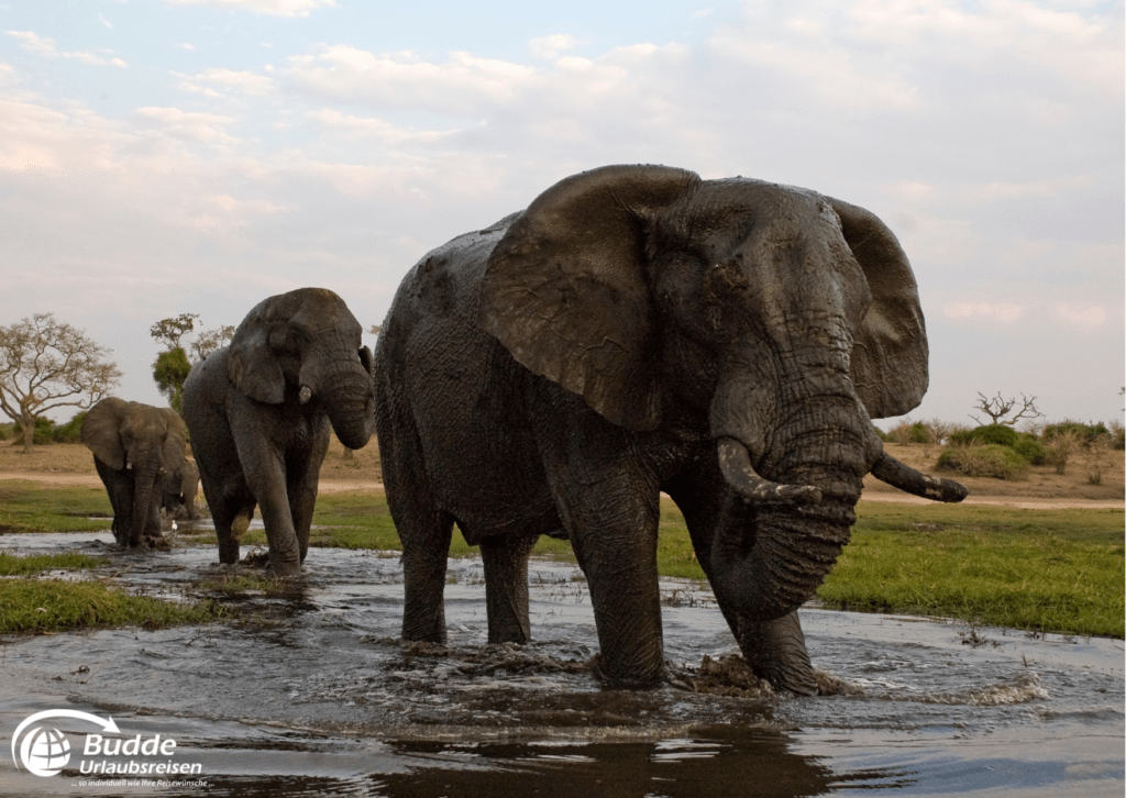 Elefantenherde im Chobe Nationalpark, einer der besten Safariparks in Afrika – buchbar über das Reisebüro Bad Kreuznach und Budde Urlaubsreisen.