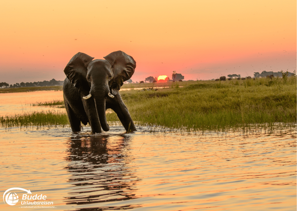 Elefant bei Sonnenuntergang im Chobe Nationalpark, einer der besten Safariparks in Afrika – buchbar über das Reisebüro Bad Kreuznach und Budde Urlaubsreisen.