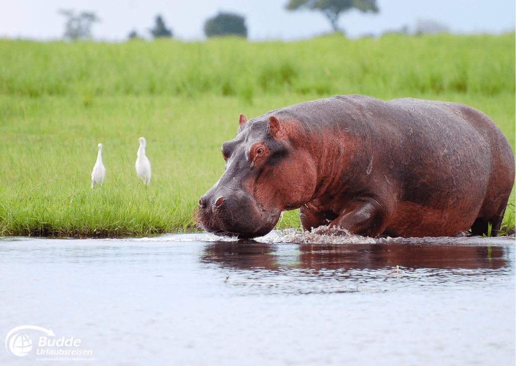 Flusspferd im Chobe Nationalpark, eines der besten Safariparks in Afrika – buchbar über das Reisebüro Bad Kreuznach und Budde Urlaubsreisen.