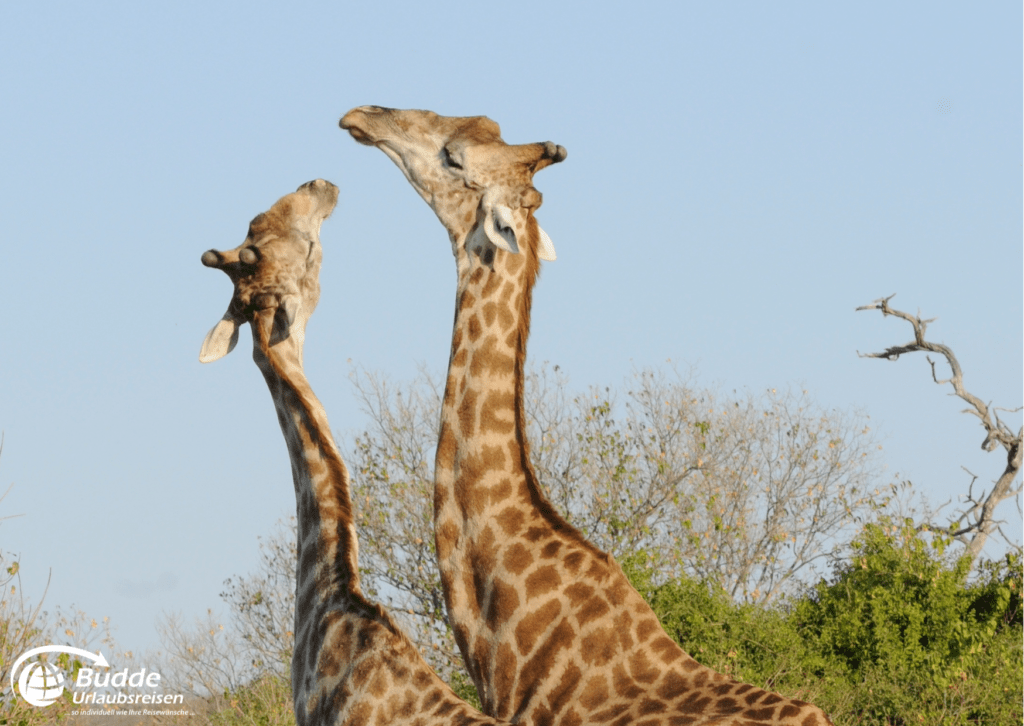 Zwei Giraffen im Chobe Nationalpark, eines der besten Safariparks in Afrika – buchbar über das Reisebüro Bad Kreuznach und Budde Urlaubsreisen.