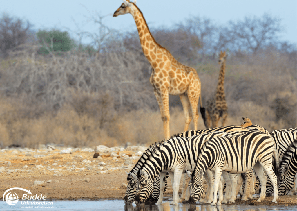 Zebras und Giraffen im Etosha Nationalpark - beste Safariparks Afrika, Urlaubsreisen und Reisebüro Bad Kreuznach