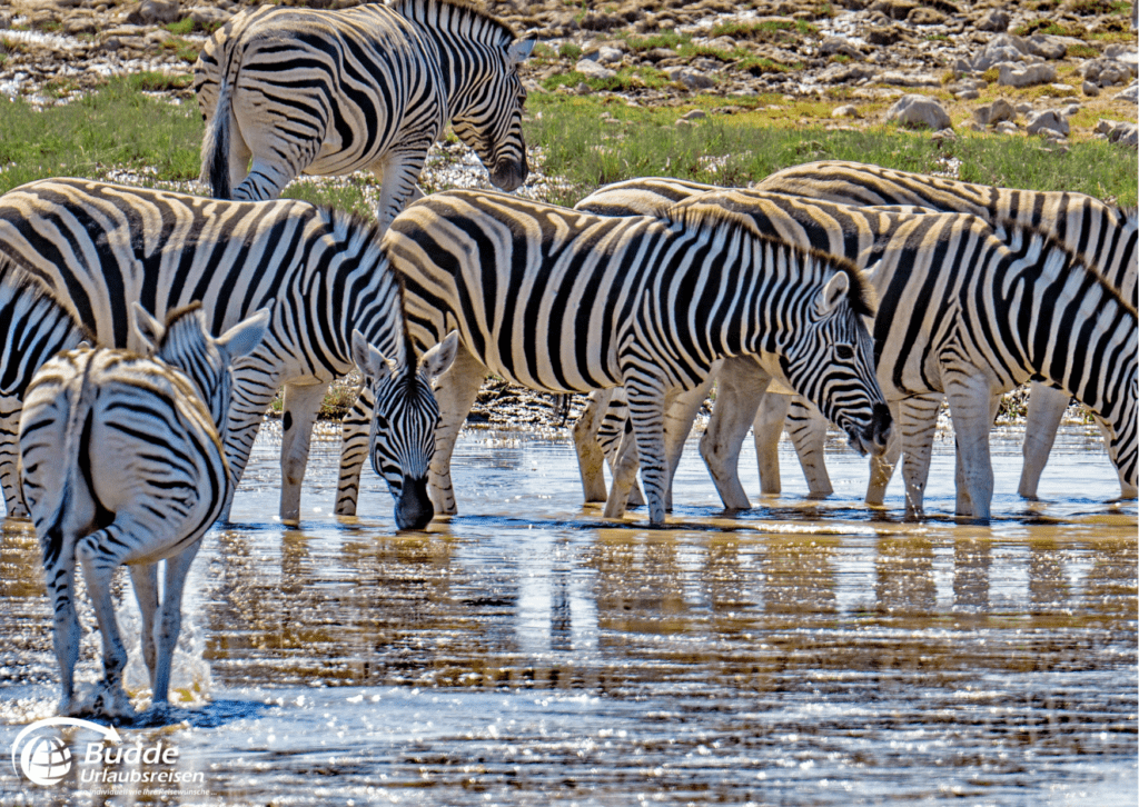 Zebras trinken im Etosha Nationalpark - beste Safariparks Afrika, Urlaubsreisen und Reisebüro Bad Kreuznach