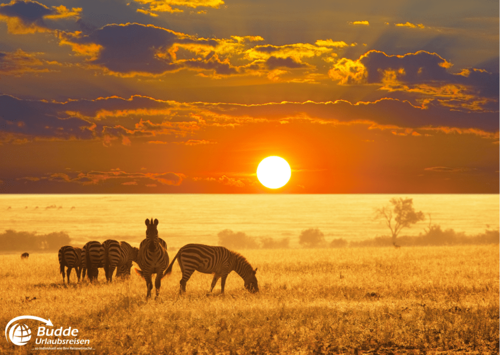 Zebras bei Sonnenuntergang im Etosha Nationalpark - beste Safariparks Afrika, Urlaubsreisen und Reisebüro Bad Kreuznach