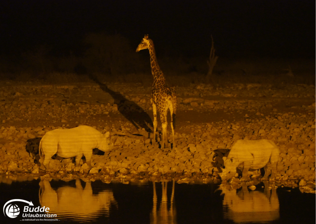 Nachtsafari im Etosha Nationalpark - beste Safariparks Afrika, Urlaubsreisen und Reisebüro Bad Kreuznach