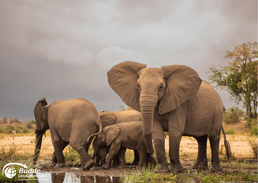 Elefanten im Krüger Nationalpark - beste Safariparks Afrika - Urlaubsreisen im Reisebüro Bad Kreuznach