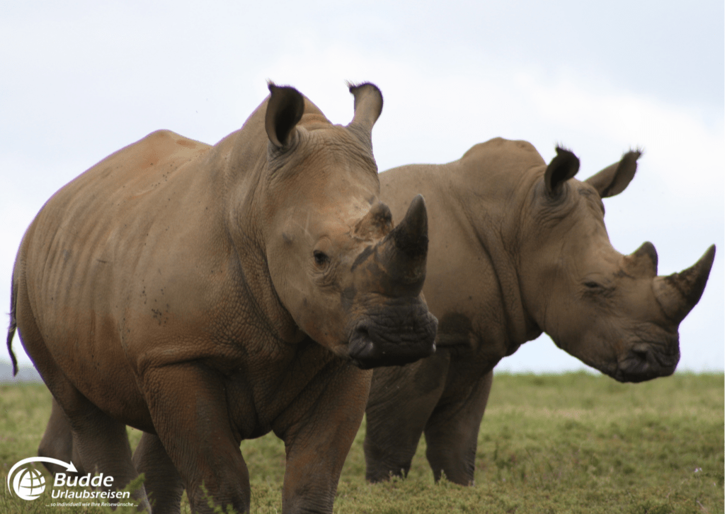 Nashörner im Krüger Nationalpark - beste Safariparks Afrika - Urlaubsreisen im Reisebüro Bad Kreuznach