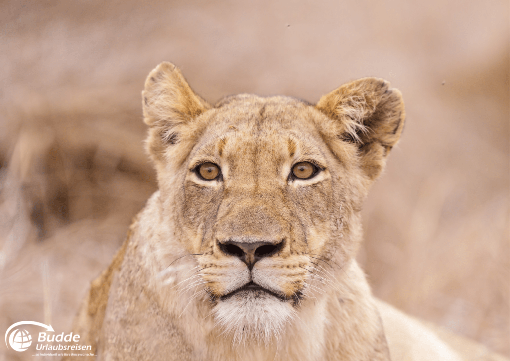 Löwin im Krüger Nationalpark - beste Safariparks Afrika - Urlaubsreisen im Reisebüro Bad Kreuznach