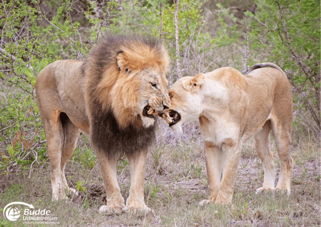 Löwenpaar im Krüger Nationalpark - beste Safariparks Afrika - Urlaubsreisen im Reisebüro Bad Kreuznach