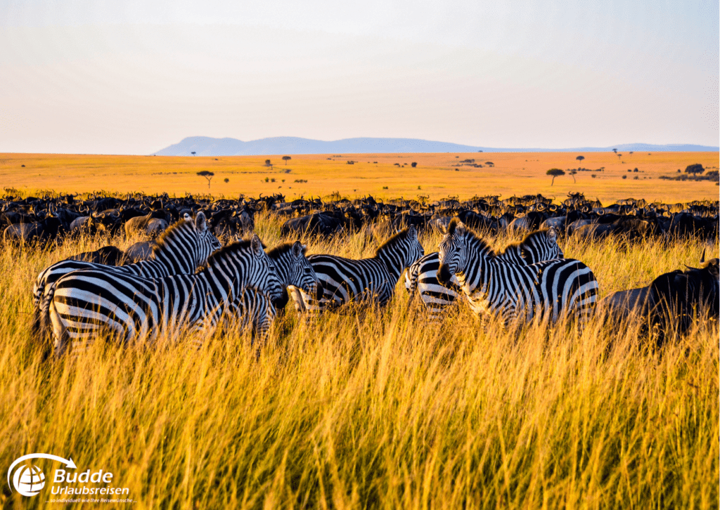 Zebras und Gnus in der Serengeti, einer der besten Safariparks Afrikas - Reisebüro Bad Kreuznach