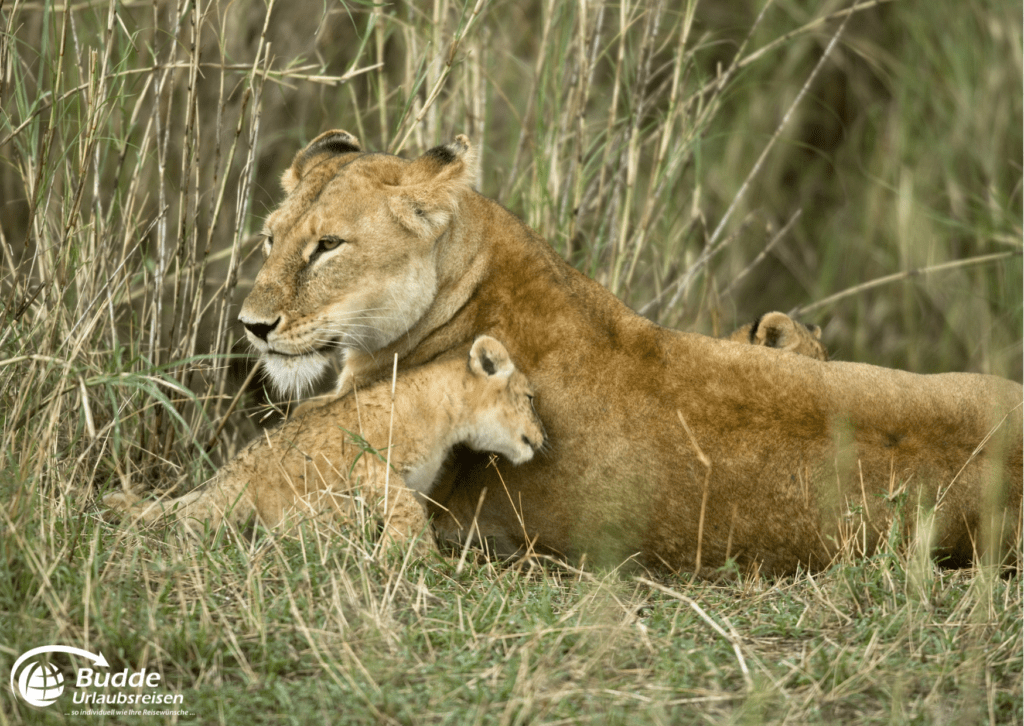 Löwin mit Jungtieren in der Serengeti, Afrika - Urlaubsreisen vom Reisebüro Bad Kreuznach