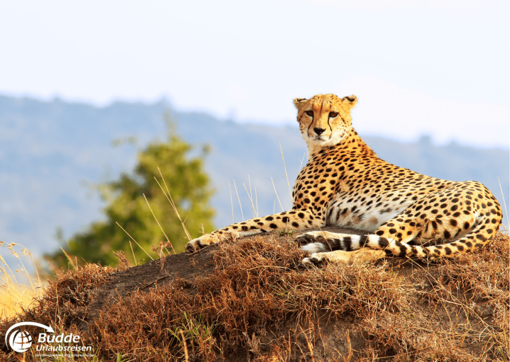 Gepard in der Masai Mara, "Beste Safariparks Afrika", Urlaubsreisen, Reisebüro Bad Kreuznach.