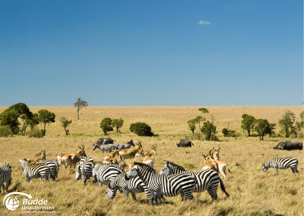 Migration von Gnus und Zebras in der Masai Mara, "Beste Safariparks Afrika", Urlaubsreisen, Reisebüro Bad Kreuznach.