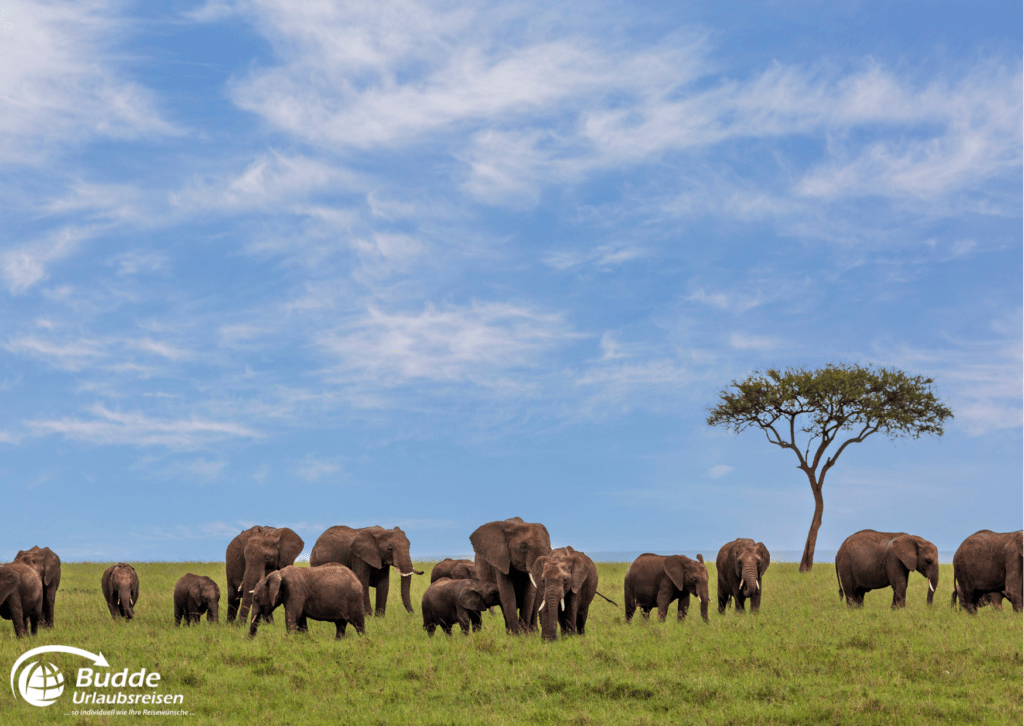 Elefantenherde in der Masai Mara, "Beste Safariparks Afrika", Urlaubsreisen, Reisebüro Bad Kreuznach.