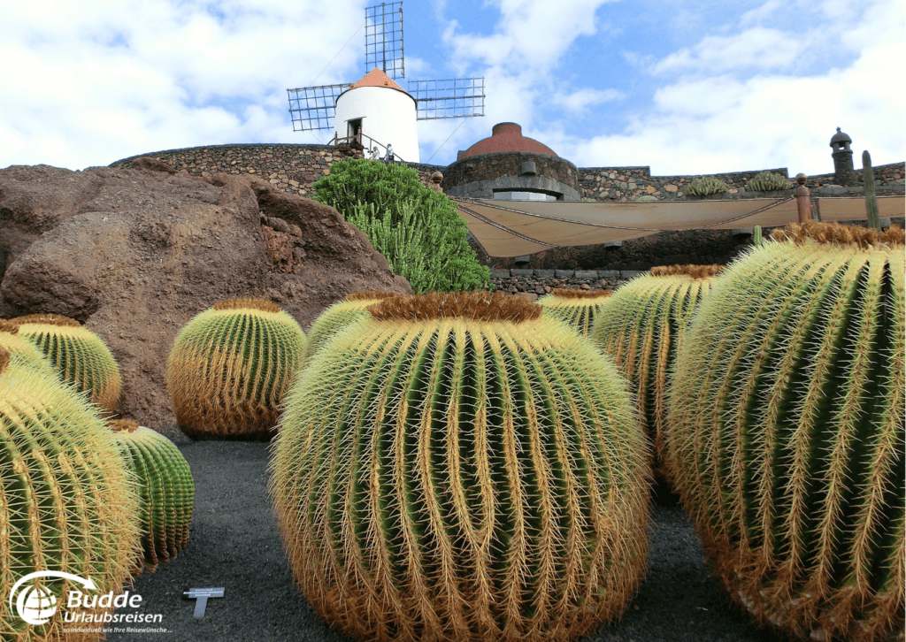 Kakteen im Kakteengarten auf Lanzarote, ein beliebtes Reiseziel im Februar 2025 für Urlaubsreisen, buchbar im Reisebüro Bad Kreuznach