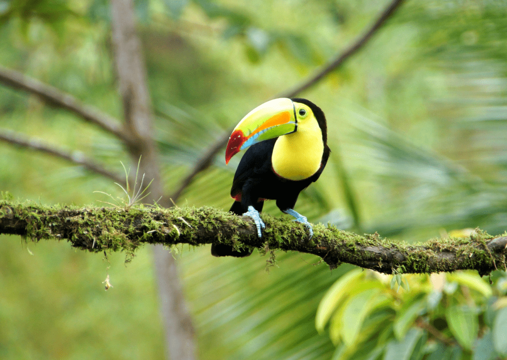 Ein farbenfroher Tukan sitzt auf einem Ast in Costa Rica - Reiseziele März 2025, Urlaubsreisen, Reisebüro Bad Kreuznach.