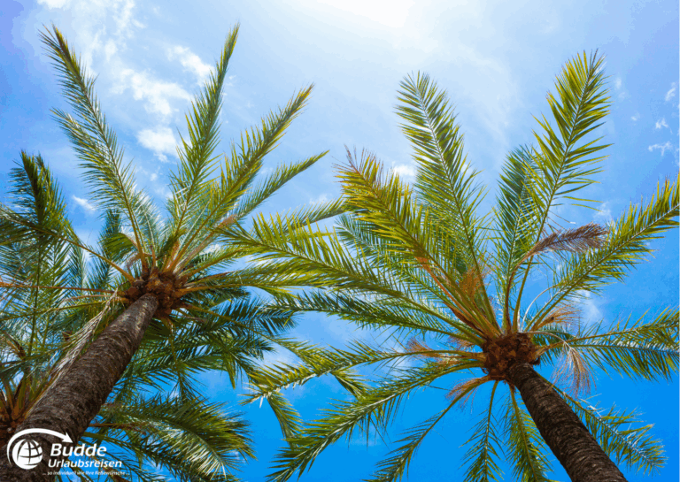 Sonnige Palmen am Himmel bei Ihrem Mallorca Urlaub im Hotel THB Maria Isabel