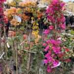 Farbenfrohe Blumen auf dem Markt in der Altstadt – Nizza Altstadt entdecken bei einer Reise von Budde Urlaubsreisen.