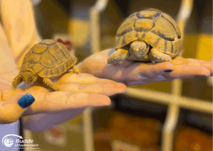 Ägypten Urlaub: Zwei kleine Schildkröten, eine auf jeder Hand, gehalten von einer Person mit blauen Nägeln. - buchbar im Reisebüro Budde Urlaubseisen